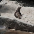 316-4926 San Diego Zoo - Cape Clawless Otter